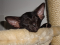 bettylou_a