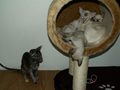 cats10