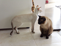 cats3