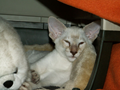 cats5