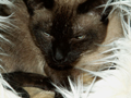 cats6