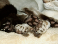 cats7