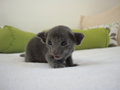 coleen_040911a