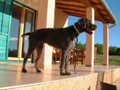 dogs1