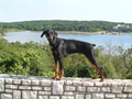 dogs2