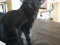 Holly2