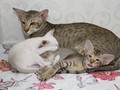 IMG_0698