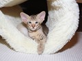 IMG_0747
