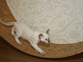 IMG_0902