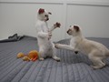 IMG_6701