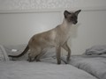 IMG_8509