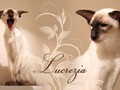 lucrezia